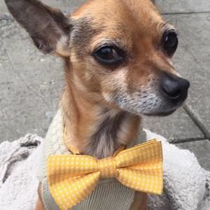 Meet your Posher, Cedar